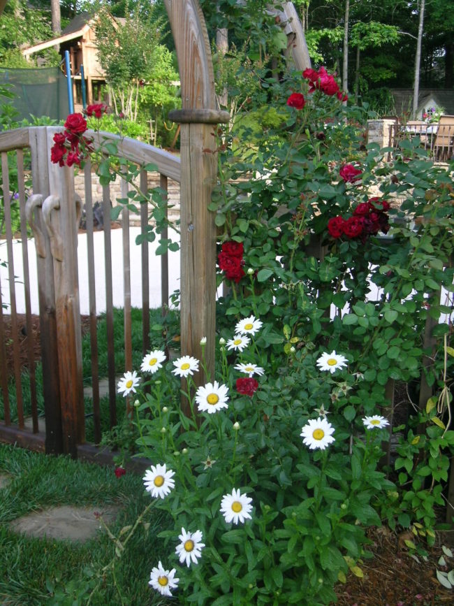 A wooden garden gate with red roses climbing over the arch. White daisies bloom at the base. Green foliage surrounds the area, with a view of trees and outdoor furniture in the background. A wooden garden gate with red roses climbing over the arch. White daisies bloom at the base. Green foliage surrounds the area, with a view of trees and outdoor furniture in the background.