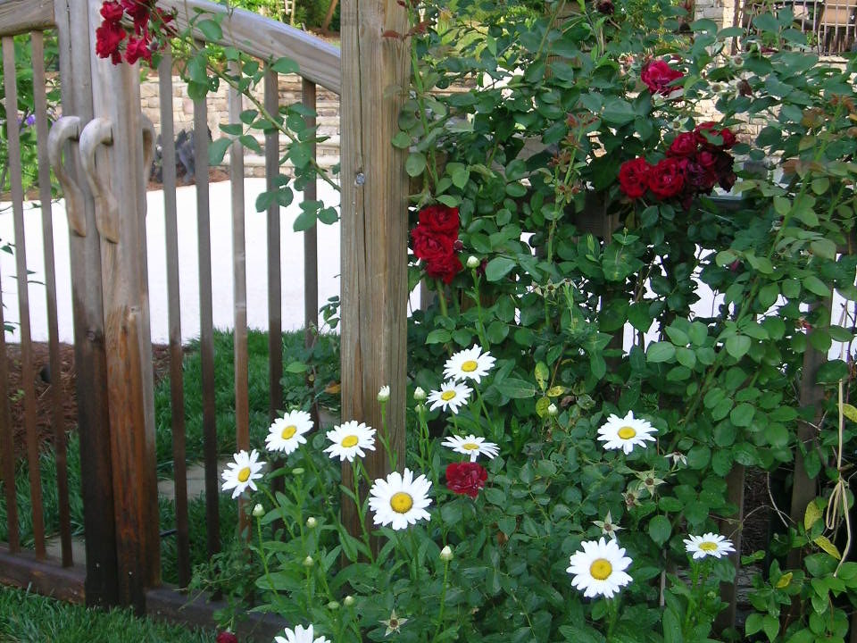 A wooden garden gate with red roses climbing over the arch. White daisies bloom at the base. Green foliage surrounds the area, with a view of trees and outdoor furniture in the background.