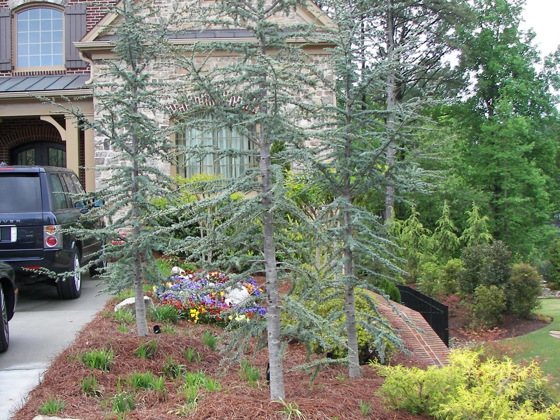 Front yard with coniferous trees, colorful flowers, and shrubs bordered by boulders. Expert landscaping highlights the scene, while a brick house and parked black vehicle are visible in the background.