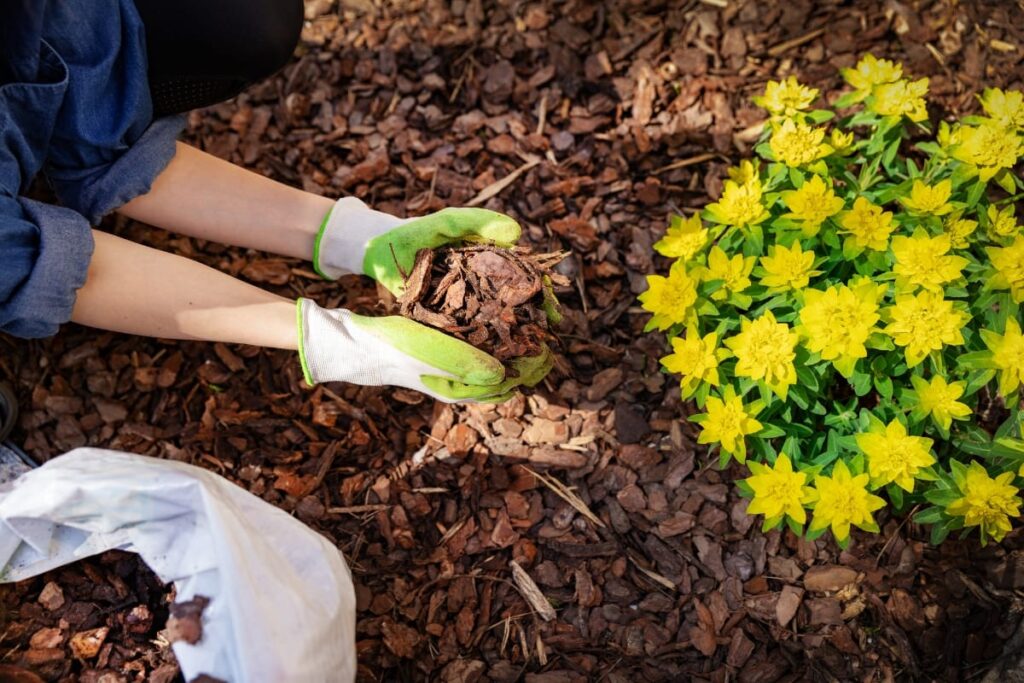 Wearing gloves, a person is mulching around yellow flowering plants to create a polished landscape in the garden bed.