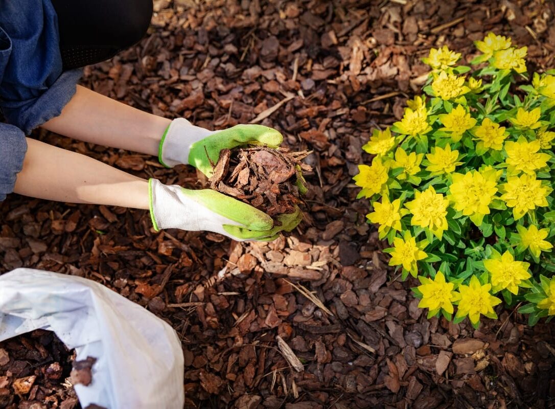 A person wearing gloves carefully spreads brown mulch around the base of a yellow flowering plant, perfecting the edging for a tidy garden finish. A person wearing gloves carefully spreads brown mulch around the base of a yellow flowering plant, perfecting the edging for a tidy garden finish.