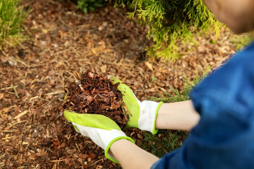 In a garden setting, a person wearing gloves holds a handful of wood mulch, perfect for mulching and edging.