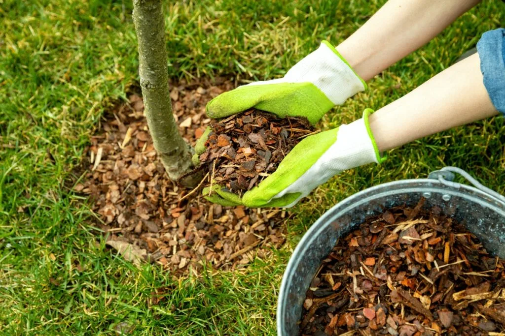 Hands in green gloves carefully spreading mulch around a small tree in a grassy area, ensuring proper mulching and edging. A metal container brimming with mulch stands nearby.