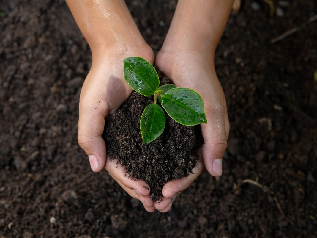 Hands gently cradle a small green plant in rich soil, nurturing the roots within dark earth—a testament to soil health and sustainable landscaping.