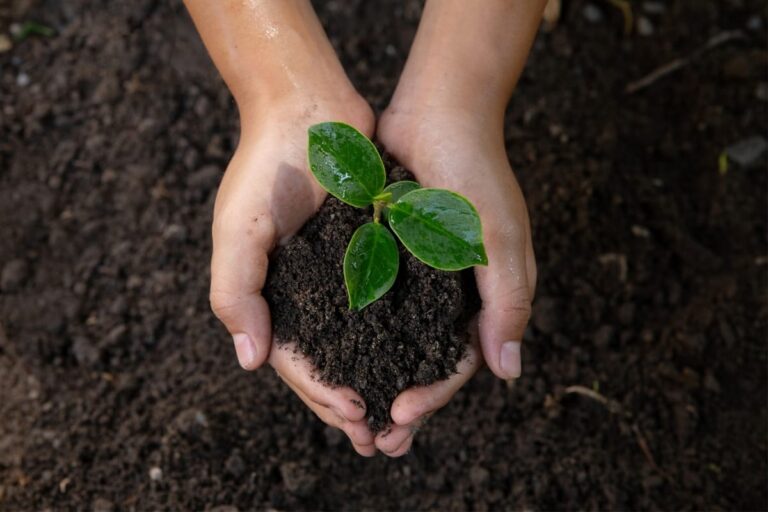 A pair of hands holds a small plant with green leaves and soil, emphasizing soil health and sustainable landscaping, positioned above the ground.