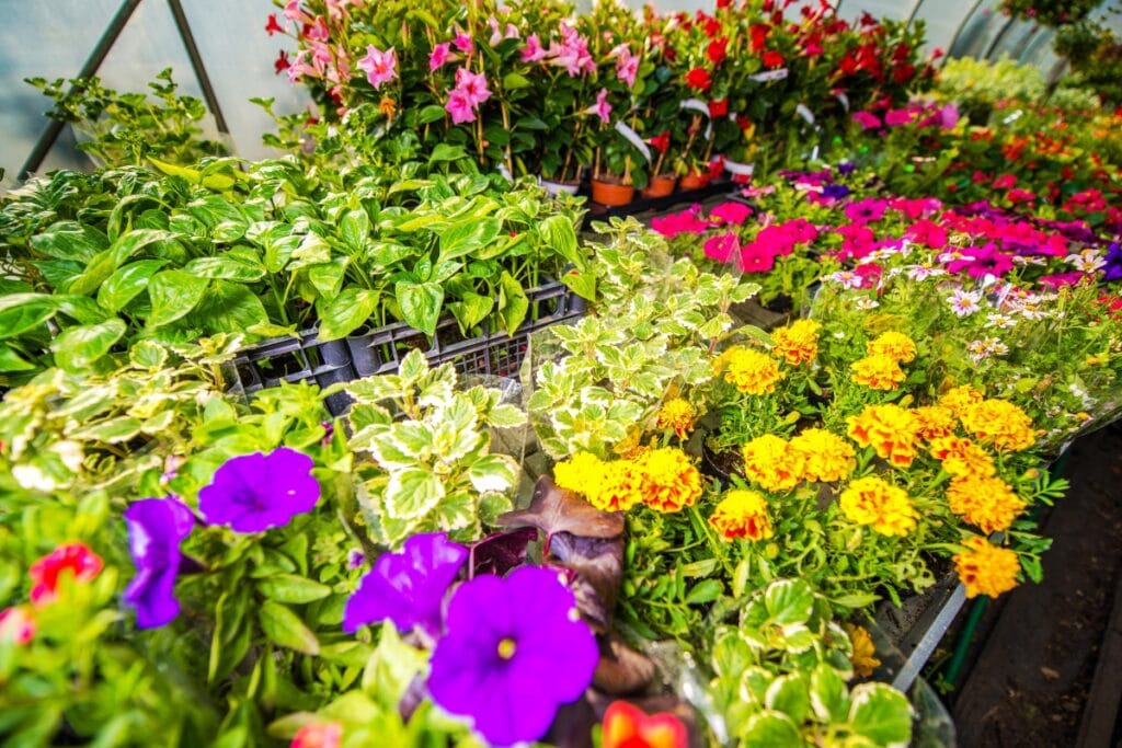 Trays of assorted flowering plants and green foliage are arranged on display, showcasing a variety of colorful blooms ideal for Luxury Landscape Design in Georgia.