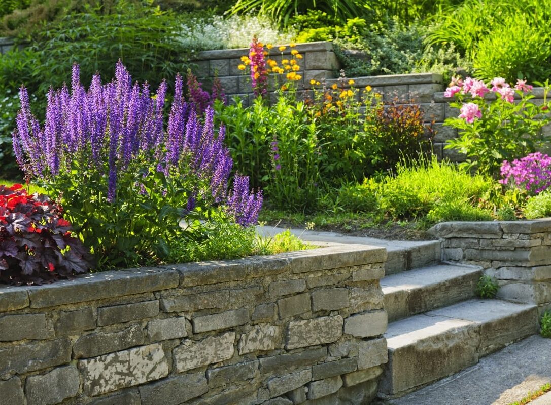 Stone steps and retaining walls border garden beds filled with blooming purple, yellow, and pink flowers, all basking in bright sunlight. Stone steps and retaining walls border garden beds filled with blooming purple, yellow, and pink flowers, all basking in bright sunlight.