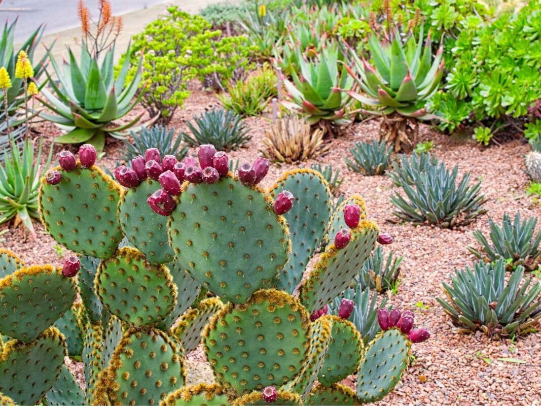 A desert garden showcases drought-resistant landscaping with various cactus and succulent plants, including a prickly pear cactus adorned with reddish-purple fruit in the foreground.