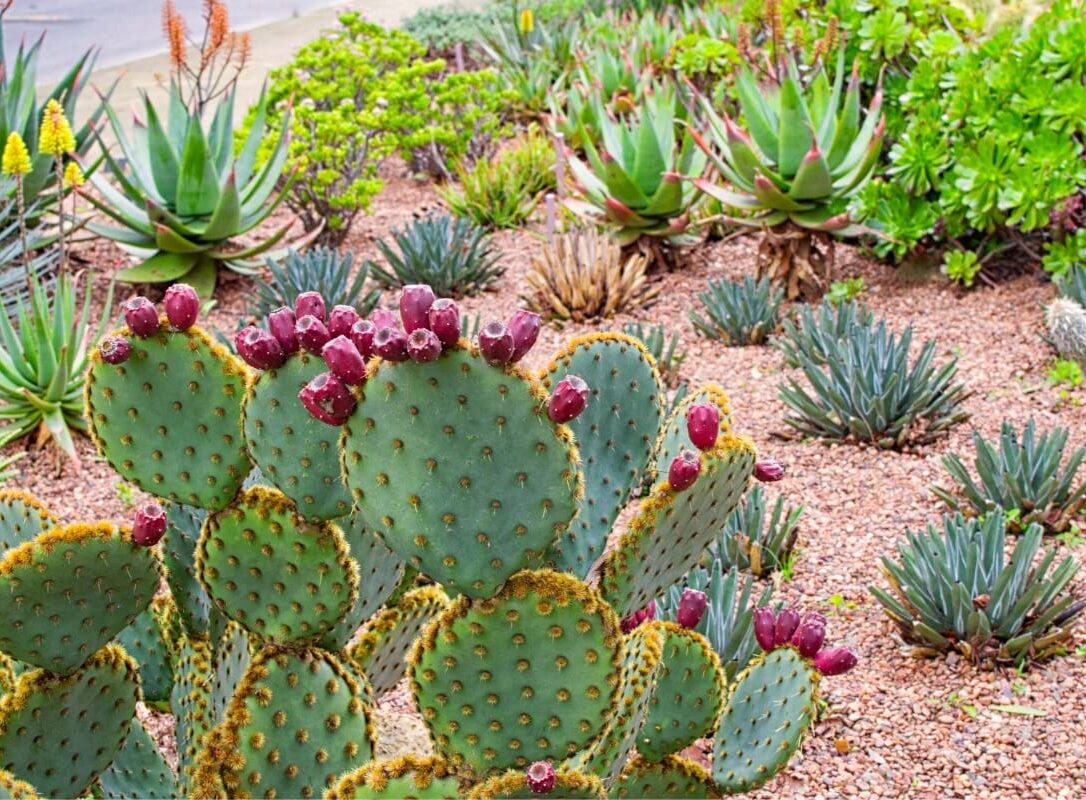 A desert garden showcases drought-resistant landscaping with various cactus and succulent plants, including a prickly pear cactus adorned with reddish-purple fruit in the foreground. A desert garden showcases drought-resistant landscaping with various cactus and succulent plants, including a prickly pear cactus adorned with reddish-purple fruit in the foreground.