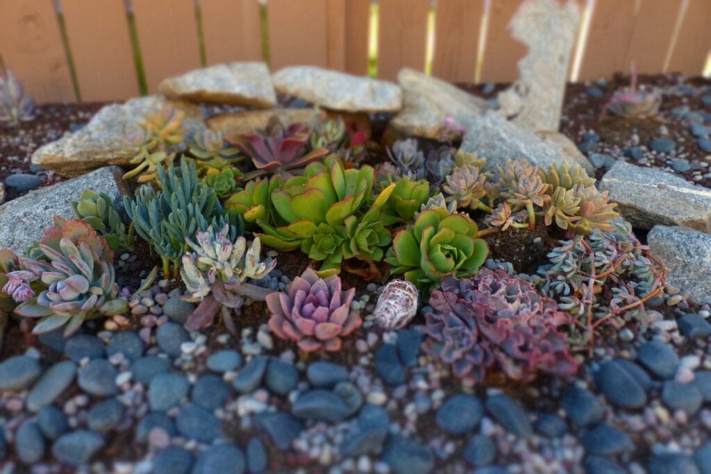 A variety of colorful succulent plants arranged in a garden bed with rocks and small pebbles, set against a wooden fence—perfect for drought-resistant landscaping.