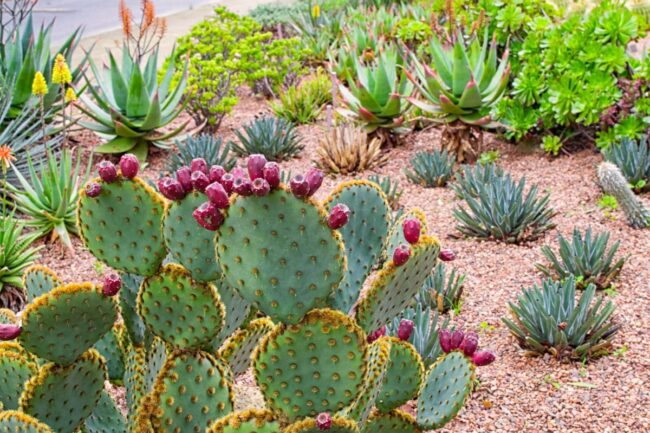 A desert garden showcases drought-resistant landscaping with various cactus and succulent plants, including a prickly pear cactus adorned with reddish-purple fruit in the foreground.