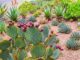A desert garden showcases drought-resistant landscaping with various cactus and succulent plants, including a prickly pear cactus adorned with reddish-purple fruit in the foreground.