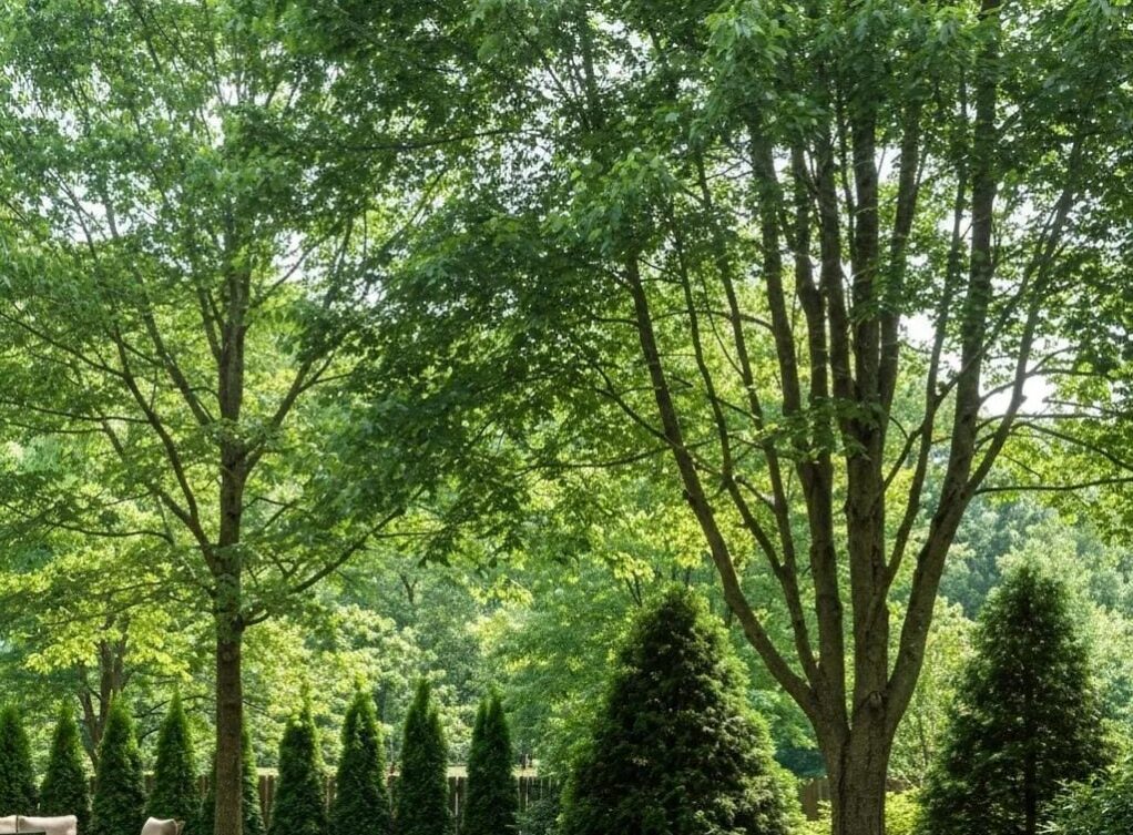 A landscaped backyard with tall leafy trees, manicured grass, evergreen shrubs, and outdoor seating arranged on a patio in the shade. Lush backyard in Atlanta featuring shade and privacy trees, enhancing outdoor comfort