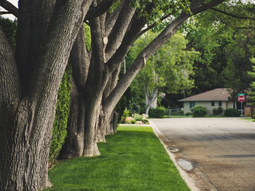 A row of large trees, some of the best trees for shade, lines a grassy strip next to a quiet suburban street, with a house and a stop sign visible in the background.