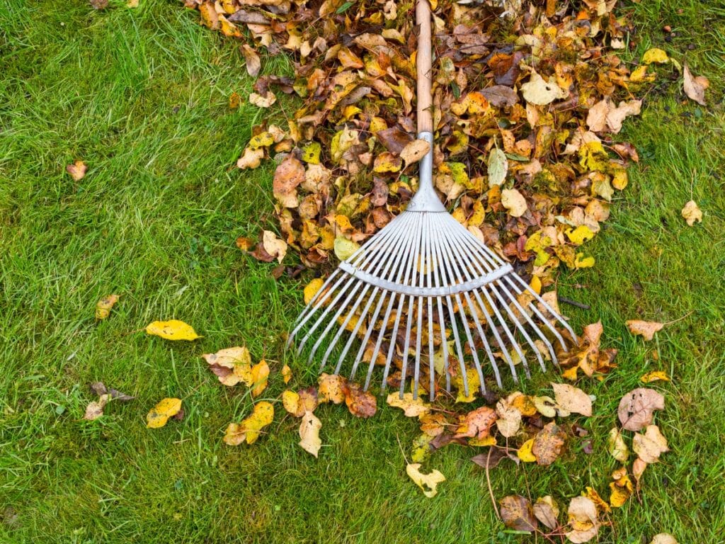 A metal rake gathers yellow and brown autumn leaves on green grass, showcasing essential Fall Landscaping Tips.