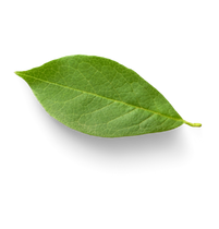 A single green leaf with a smooth edge and visible veins, displayed on a plain light background.