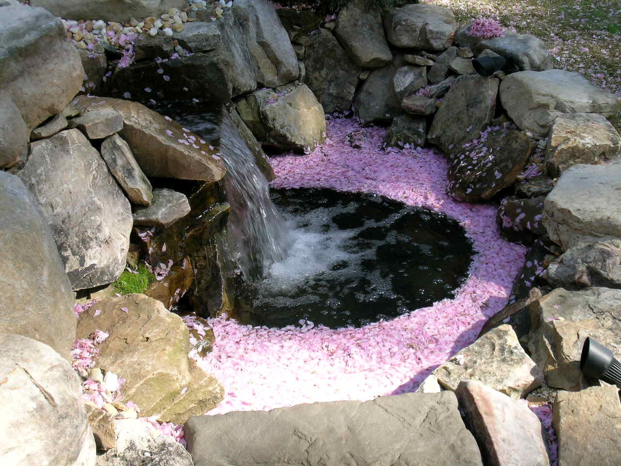 A small garden pond surrounded by rocks, water flowing into it, with pink flower petals scattered around the edge.