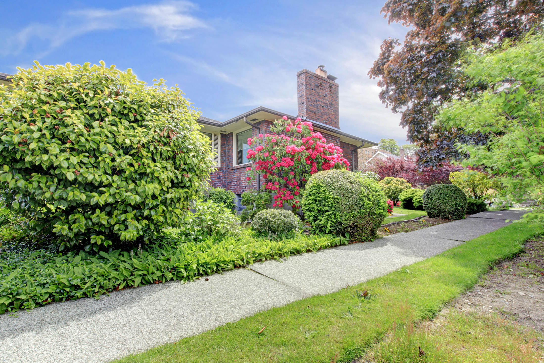 Lush landscaped garden featuring vibrant pink flowers, neatly trimmed shrubs, and a concrete pathway leading to a brick house, emphasizing outdoor design by Legacy Landscape Design.