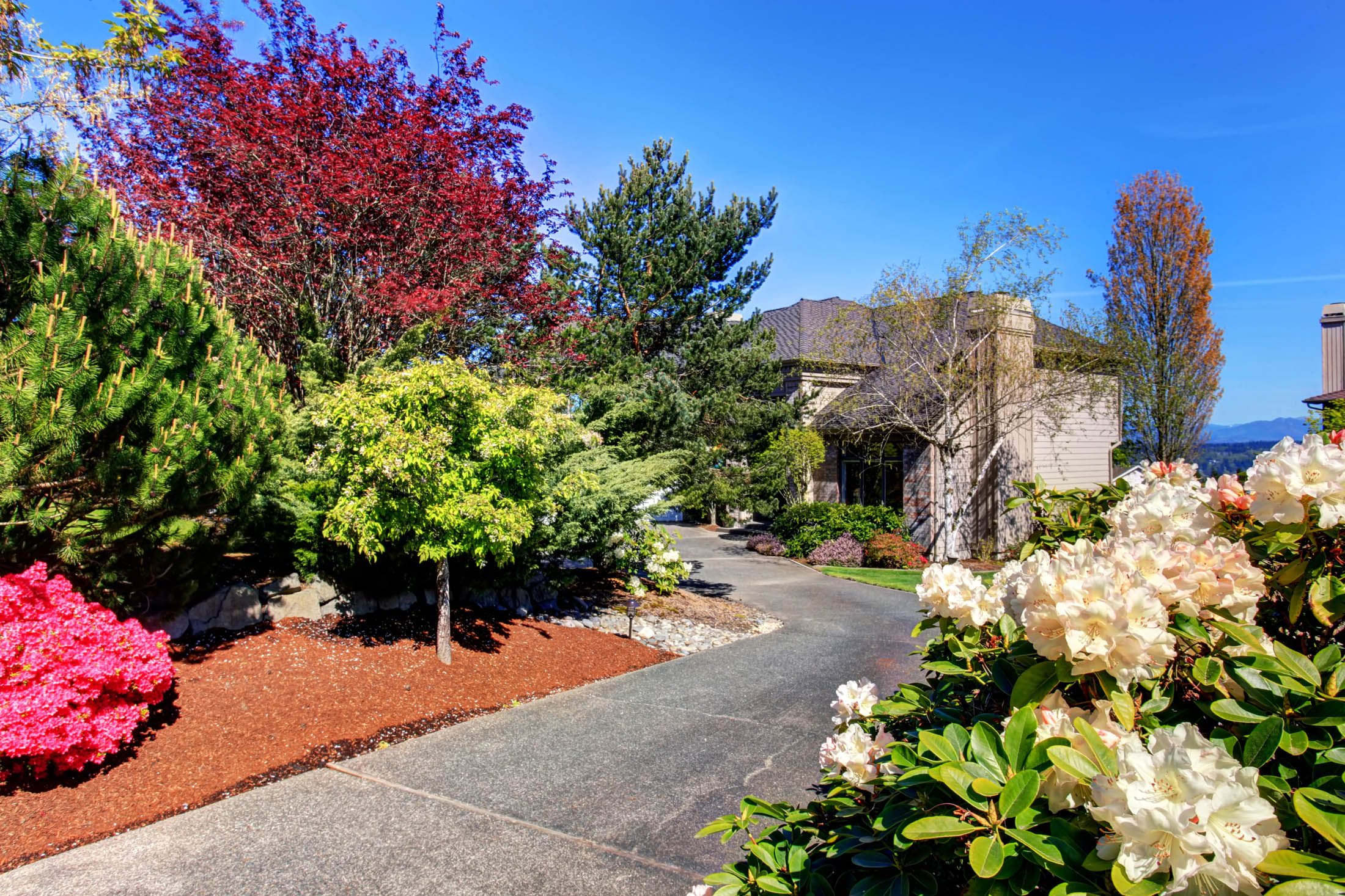 A paved walkway curves through a landscaped garden with flowering bushes and trees beside a house under a clear blue sky.
