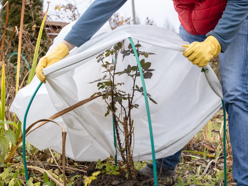 A person wearing yellow gloves covers a garden plant with a white frost cloth for protection, securing it over green stakes in the soil as part of winter landscaping preparation.