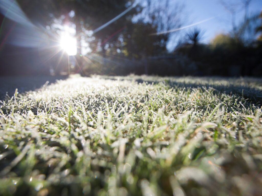 Close-up of dewy grass in the morning with sunlight shining through trees in the background, capturing the serenity essential for winter landscaping preparation.