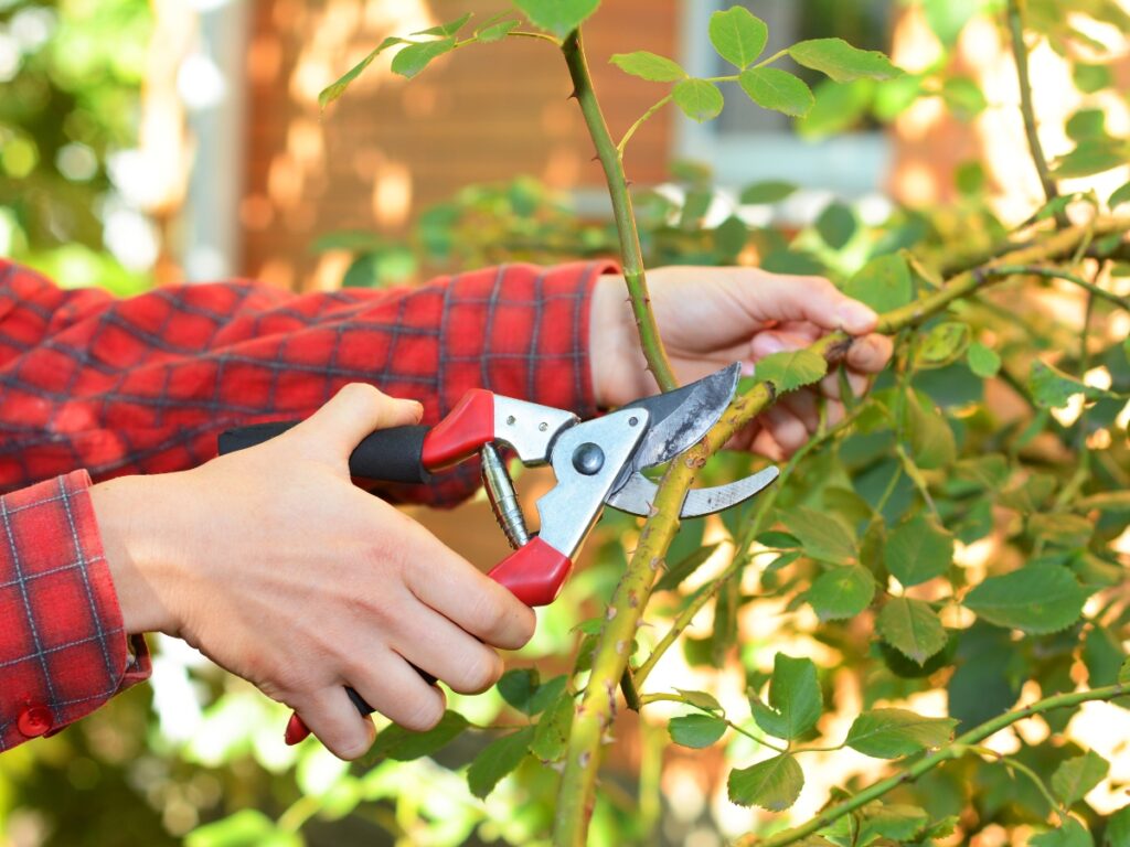 Person in a red plaid shirt using pruning shears to cut a rose bush branch outdoors, focusing on winter landscaping preparation.