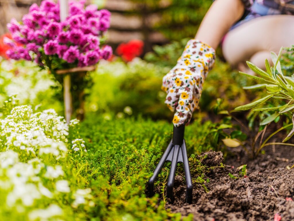 A person wearing floral gloves uses a hand rake to loosen soil in a garden bed, surrounded by blooming flowers and green plants—an early step in spring garden planning in winter.