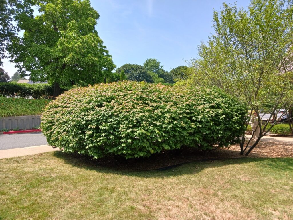 Large, dense green bush—one of the popular native shrubs—with overhanging branches on a patch of grass near a sidewalk and street, under a clear sky.