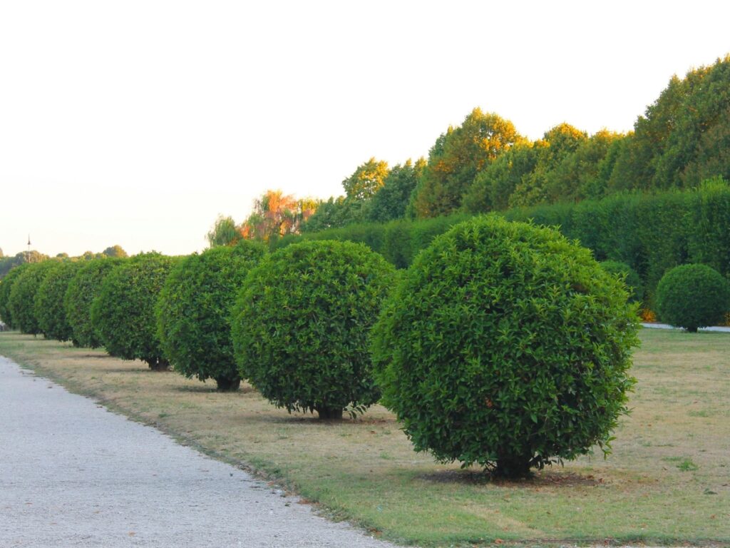 Several round, neatly trimmed native shrubs are lined up along a gravel path in a landscaped garden, with trees and greenery in the background.