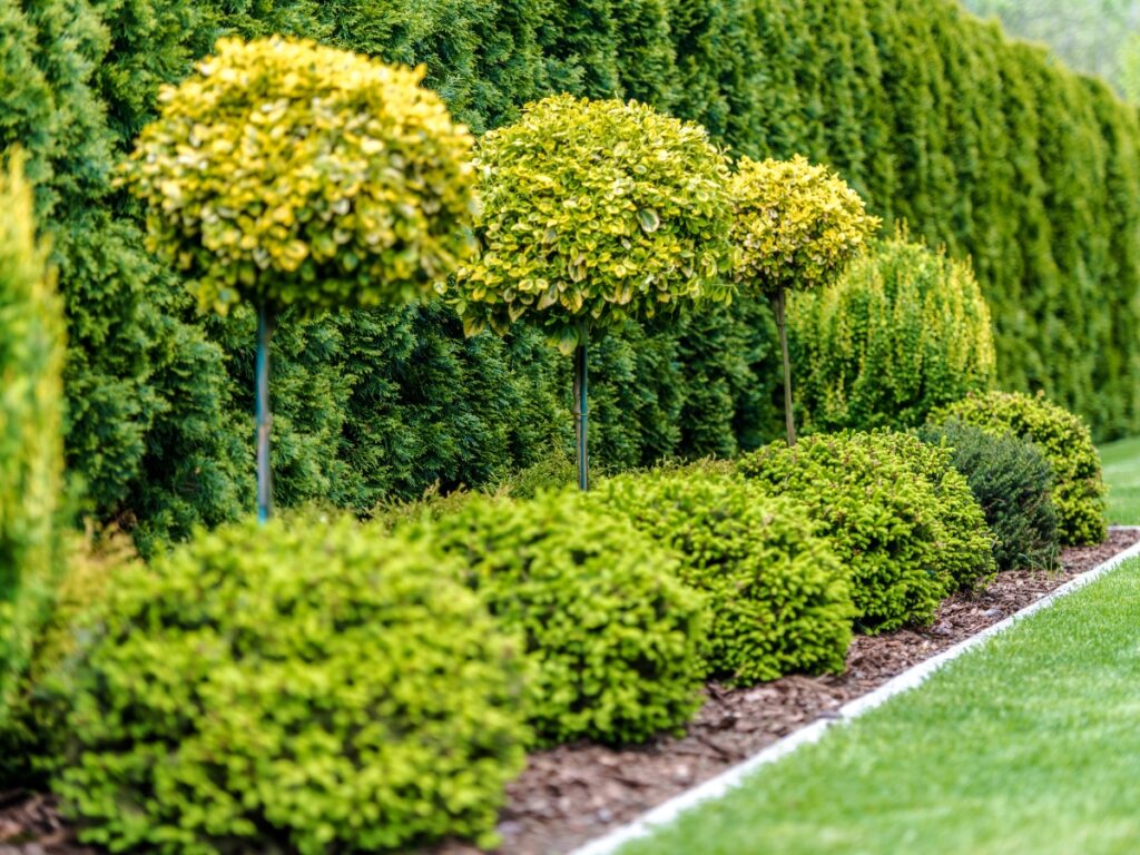 Well-manicured garden featuring spherical topiary trees, native shrubs, and neatly trimmed hedges along a mulched border next to a green lawn.