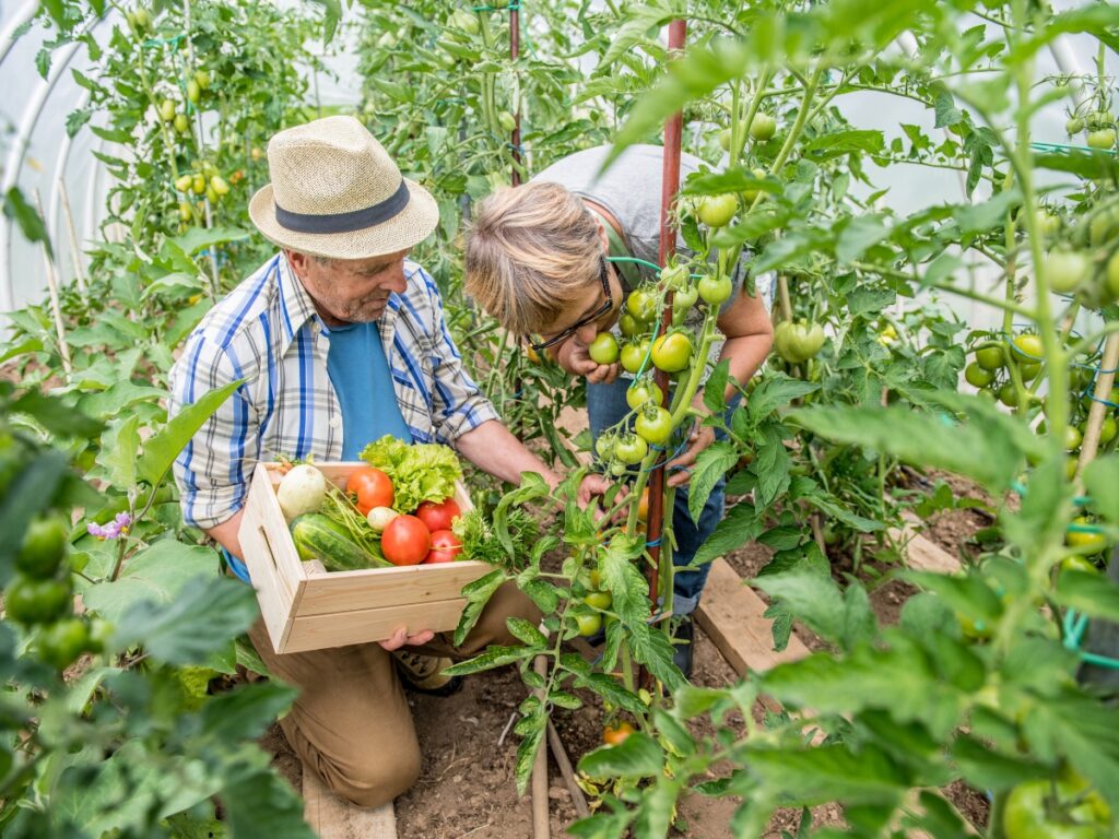 Two people in a greenhouse examine tomato plants; one holds a wooden crate filled with harvested vegetables, showcasing the benefits of edible landscaping with fresh tomatoes, lettuce, and cucumbers.
