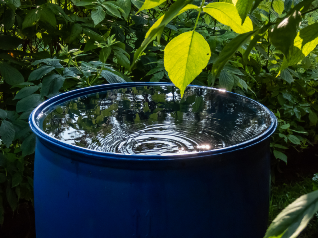 A blue barrel filled with water stands outdoors, surrounded by green foliage. Used for rainwater harvesting, the barrel collects water from rainfall. Leaves and trees are reflected on the water’s surface, which has gentle ripples.