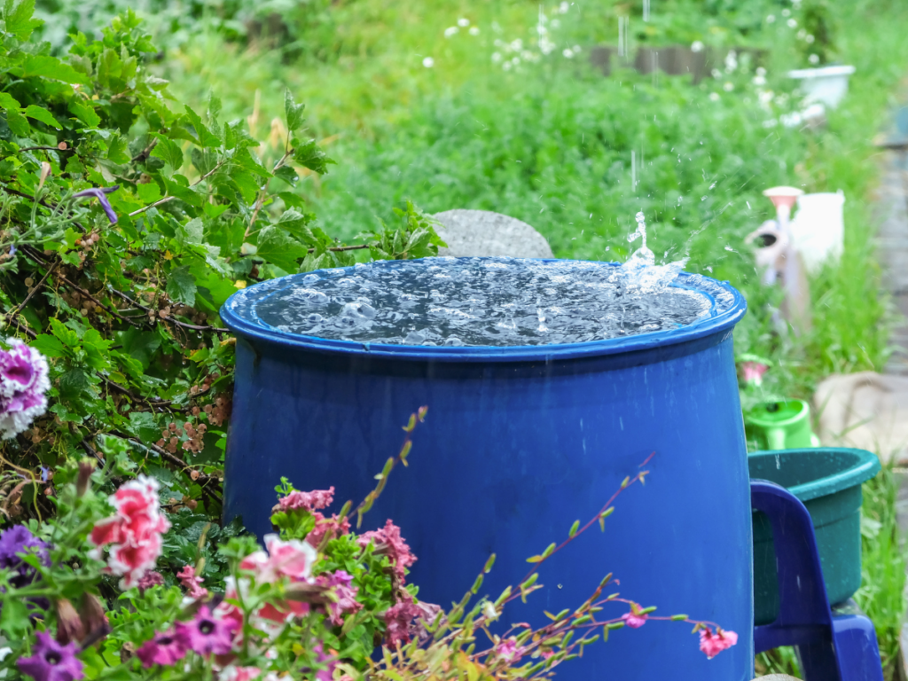 A blue rain barrel designed for rainwater harvesting collects water during rainfall in a garden, surrounded by green foliage and pink and purple flowers.