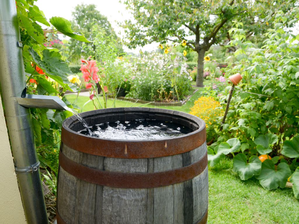 A metal downspout fills a wooden rain barrel with water in a green garden, surrounded by flowers, trees, and various plants—a charming example of rainwater harvesting.