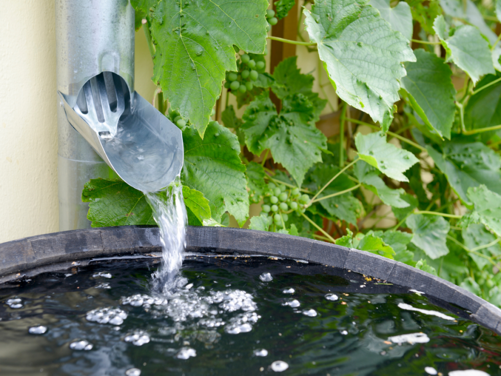 Water flows from a metal gutter spout into a rain barrel, illustrating rainwater harvesting, with green grapevine leaves and unripe grape clusters in the background.
