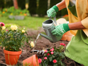 A person wearing gloves practices garden care by watering flowers in a garden using a metal watering can. Potted and blooming flowers are visible in the soil.